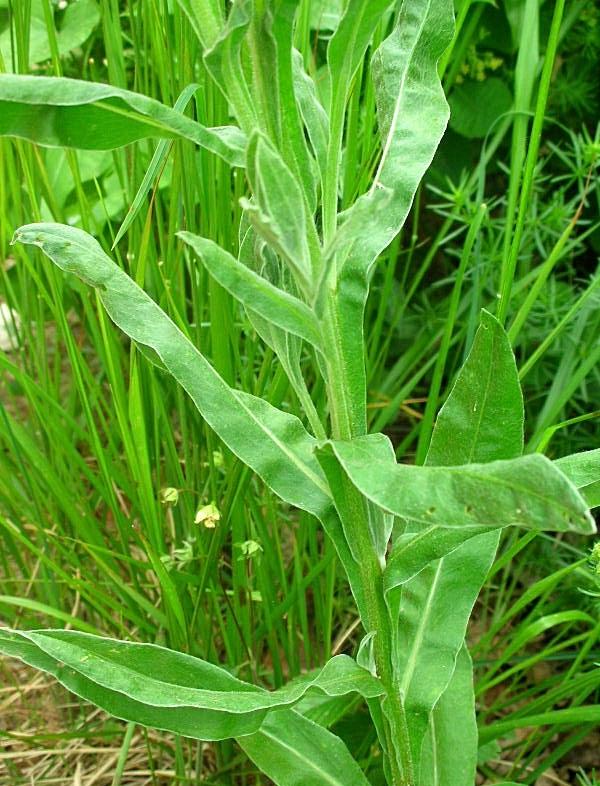 Centaurea triumfettii / Fiordaliso di Trionfetti